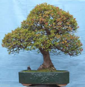 بونسای نارون